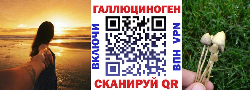 Галлюциногенные грибы Psilocybe  Купить где  Адыгейск 